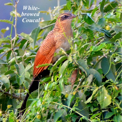 White-browed Coucal